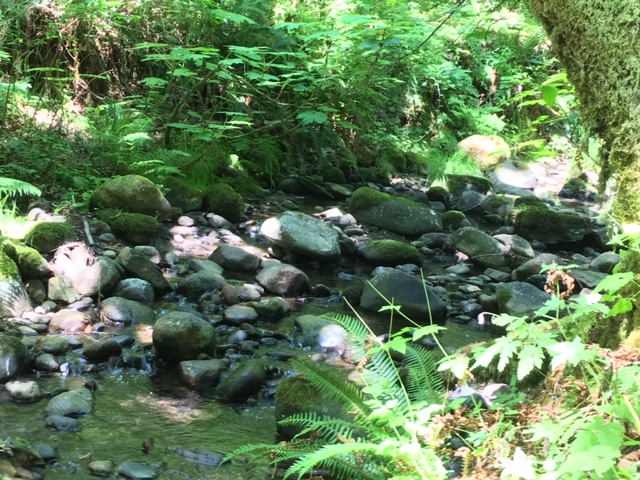 ../images/trails/primrose_loop//02 Creek in summer.jpg